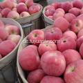 Köstlicher frischer Frucht-roter Stern-Apfel